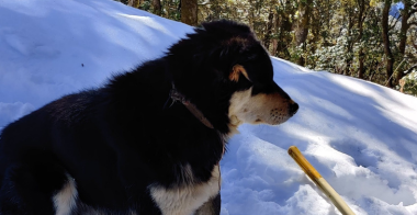 guide dog