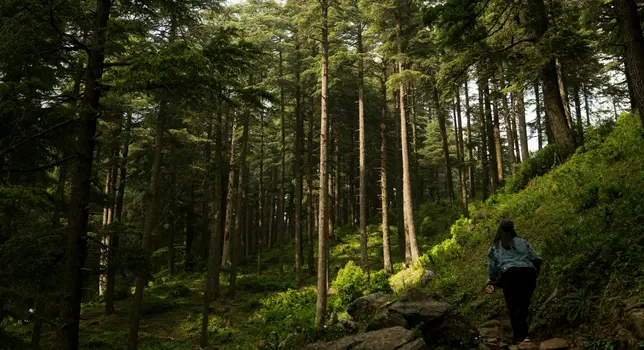 Beautiful trail between Deodar Forests in Uttarakhand